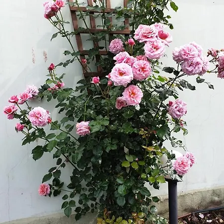 Mirana Family Otel Burgaz