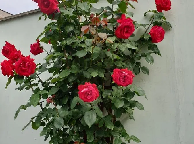 Mirana Family מלון בורגאס