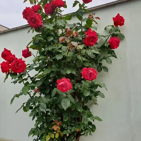 Mirana Family Отель Бургас