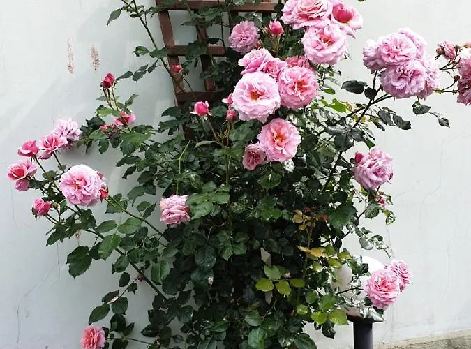 Mirana Family Hotel Burgas City